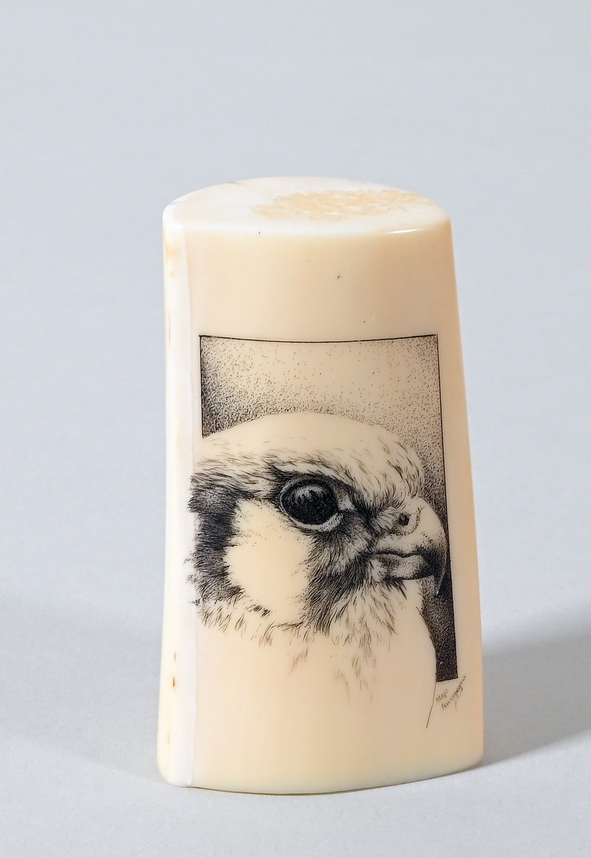 Peregrine Falcon Scrimshaw by Alvin Aningayou