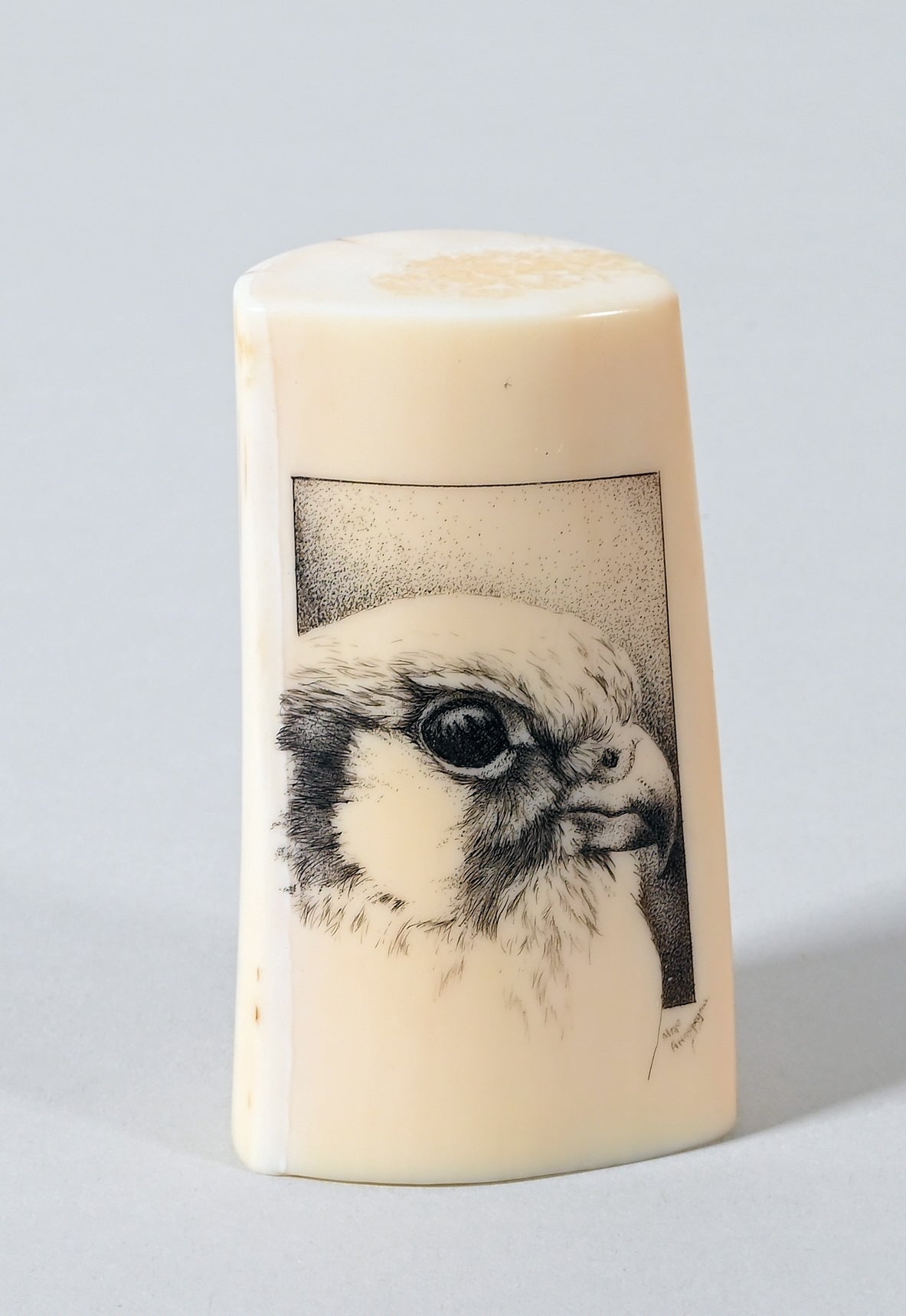 Peregrine Falcon Scrimshaw by Alvin Aningayou