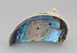Otter on Shell by Nakwesee